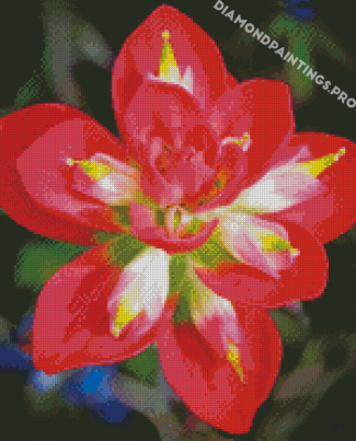 Indian Paintbrush Flower Diamond Painting