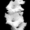 Black And White Gladiola Flower diamond painting