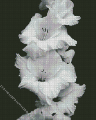Black And White Gladiola Flower diamond painting