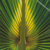 Close Up Palm Frond Diamond Painting