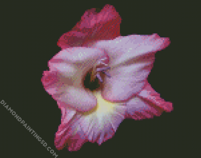 Close Up Pink Gladiola diamond painting