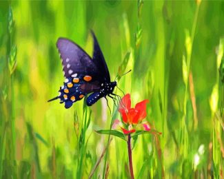 Indian Paintbrush And Butterfly Diamond Painting