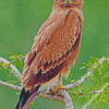 Indian Spotted Eagle Diamond Paintings