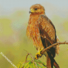 Indian Spotted Eagle Bird Diamond Painting