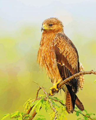 Indian Spotted Eagle Bird Diamond Painting