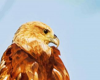 The Indian Spotted Eagle Diamond Painting