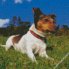 Jack Russell Terrier Animal Diamond Painting