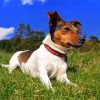 Jack Russell Terrier Animal Diamond Painting