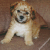 Lakeland Terrier Puppy Diamond Painting