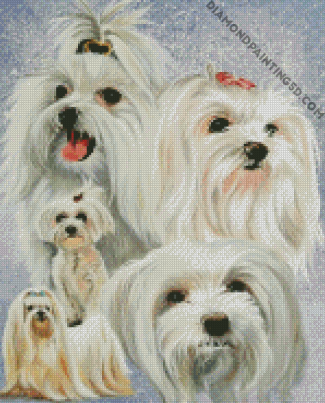 Maltese Dogs diamond painting