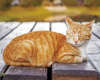 Orange Tabby Cat Diamond Painting