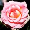 Pink Floribunda Rose diamond painting