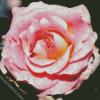 Pink Floribunda Rose diamond painting