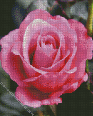 Pink Rose Floribunda diamond painting