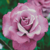 Purple Floribunda Rose diamond painting