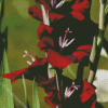 Red Gladiola Flower diamond painting