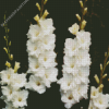 White Gladiola Flowers diamond painting