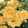 Yellow Floribunda Roses diamond painting