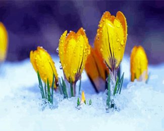 Yellow Spring Flowers In Snow Diamond Painting