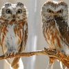 Owl Couple Birds Diamond Painting