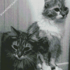 Black And White Fluffy Cats Diamond Painting