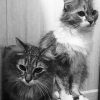 Black And White Fluffy Cats Diamond Painting