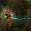 Blue Tail Quetzal Diamond Painting