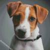 Close Up Jack Russell Terrier Diamond Painting
