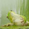 Frog Chilling On Lily Pad Diamond Painting