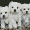 Maltese Puppies diamond painting