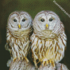 Owl Couple Diamond Painting