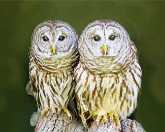 Owl Couple Diamond Painting