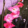 Pink Gladiola Flowers diamond painting