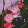 Pink Gladiola Flowers diamond painting
