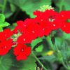 Red Verbena Flowering Plant Diamond Painting