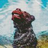 Wet Dog Animal Diamond Painting