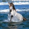 Horse In Water Diamond Painting