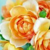 Peach Roses Flowers Diamond Painting