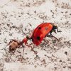 Ant And Ladybug Diamond Painting