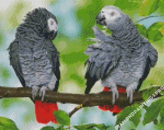 African Grey Parrots On Stick Diamond Painting