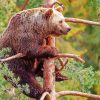 Bear On Tree Diamond Painting