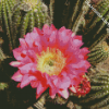 Cactus With Pink Rose Diamond Painting
