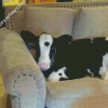 Cow On Couch Diamond Painting