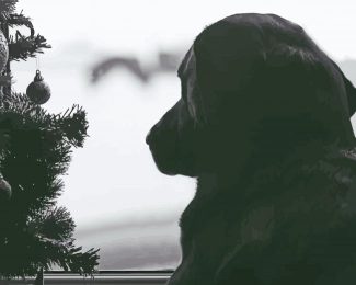 Dog In Christmas Window Diamond Painting