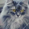 Fluffy Grey Cat Animal Diamond Painting