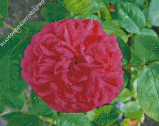 Fuchsia Musk Rose Diamond Painting
