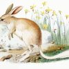 Greater Bilby Art Diamond Painting