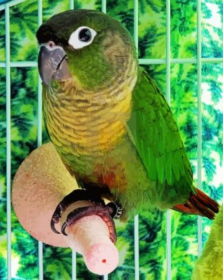 Green Cheeked Bird Diamond Painting
