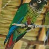 Green Cheeked Parakeet Diamond Painting