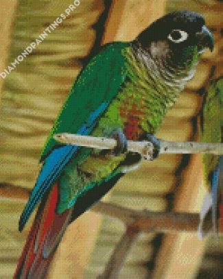 Green Cheeked Parakeet Diamond Painting
